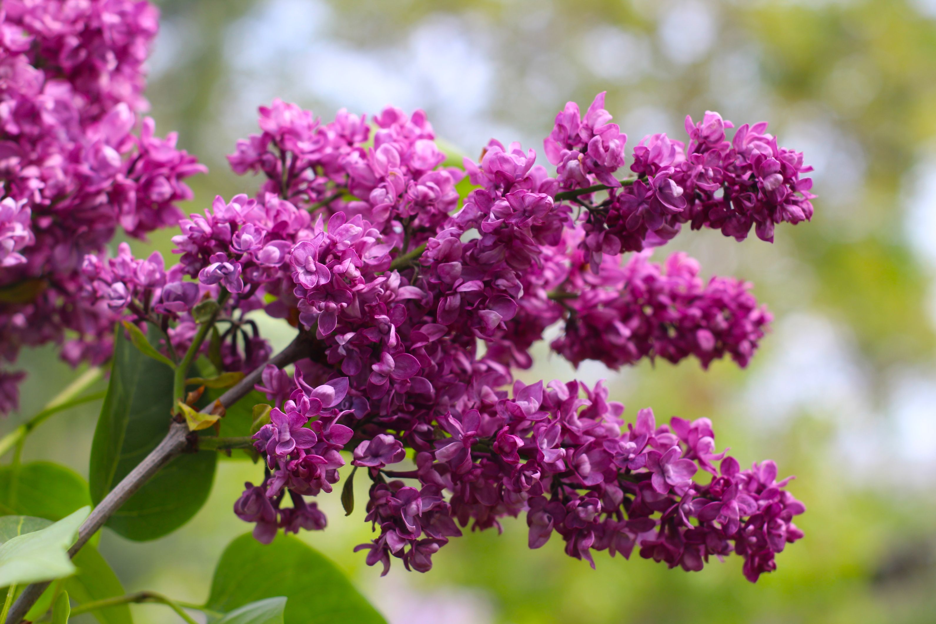 Close-up of vivid purple lilac flowers blooming in springtime.
