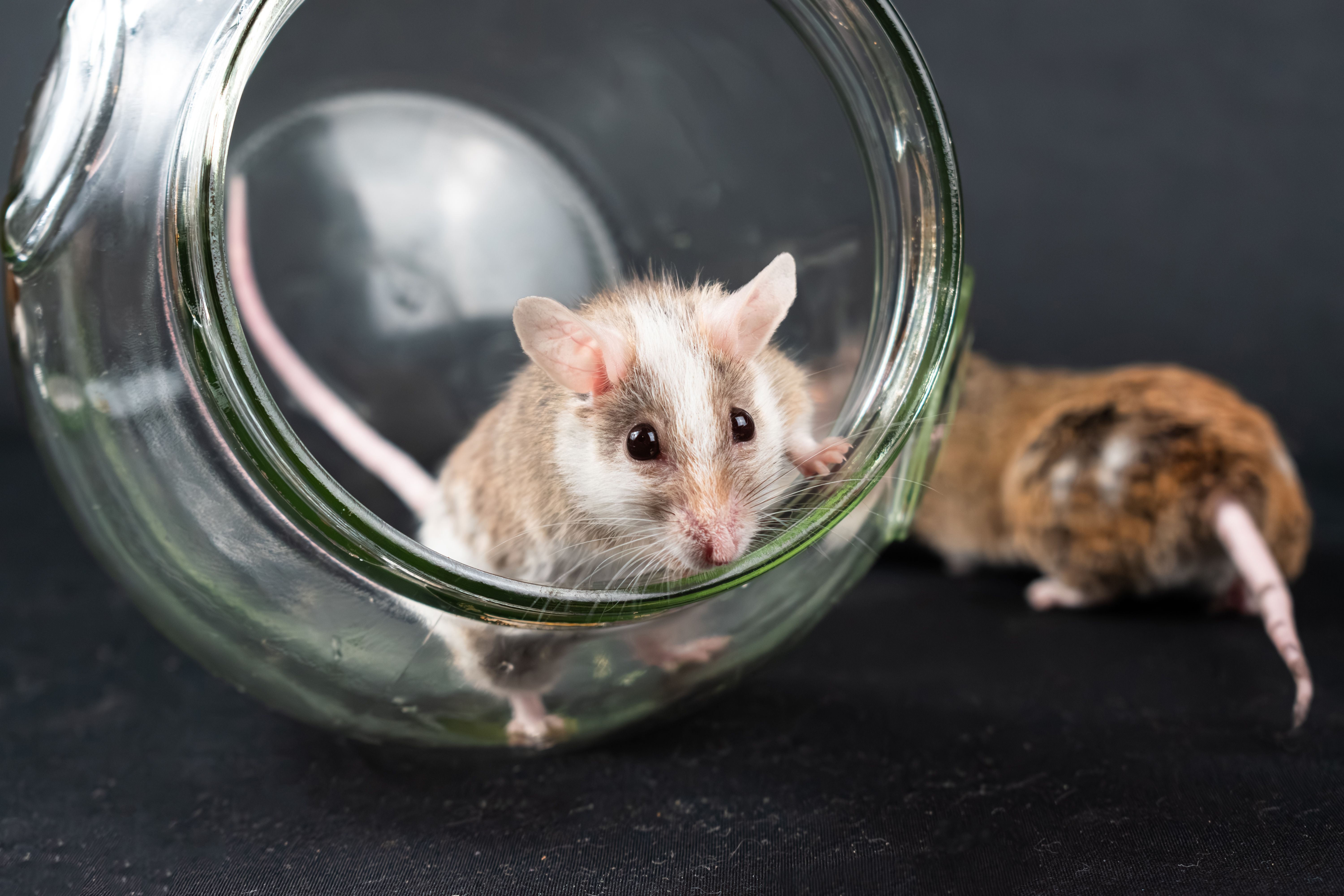 mousecouple