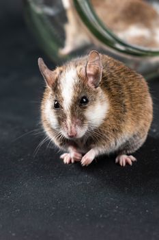 hamster photo