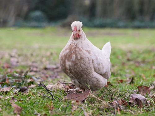 Free A crested white hen standing on grass in a rural farm environment, surrounded by nature. Stock Photo