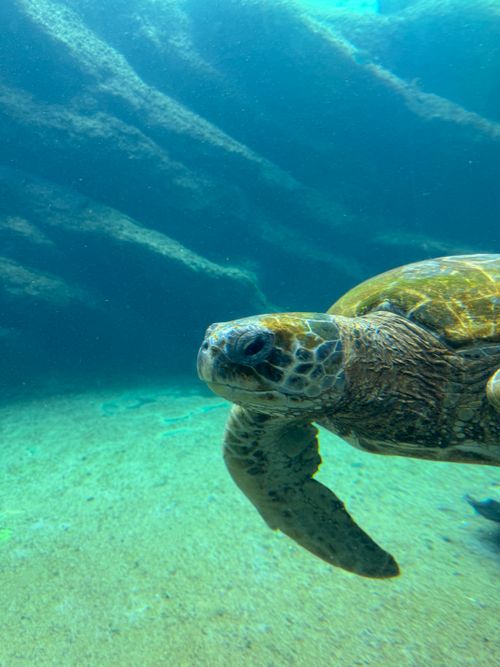 Free Majestic sea turtle swimming underwater near Durban, South Africa. Stock Photo
