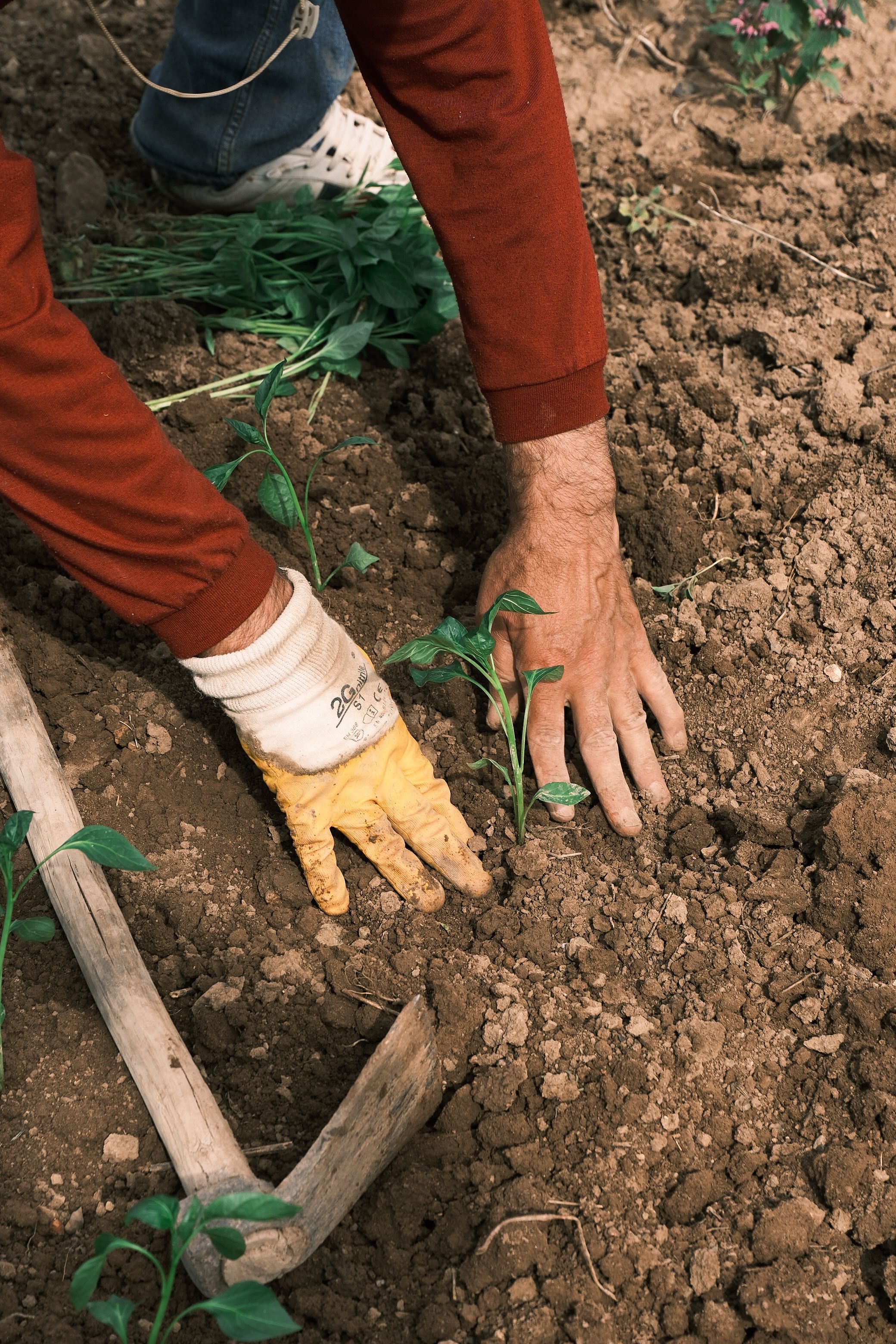 A gardener's hands are planting seedlings in fresh soil, promoting sustainable farming.
