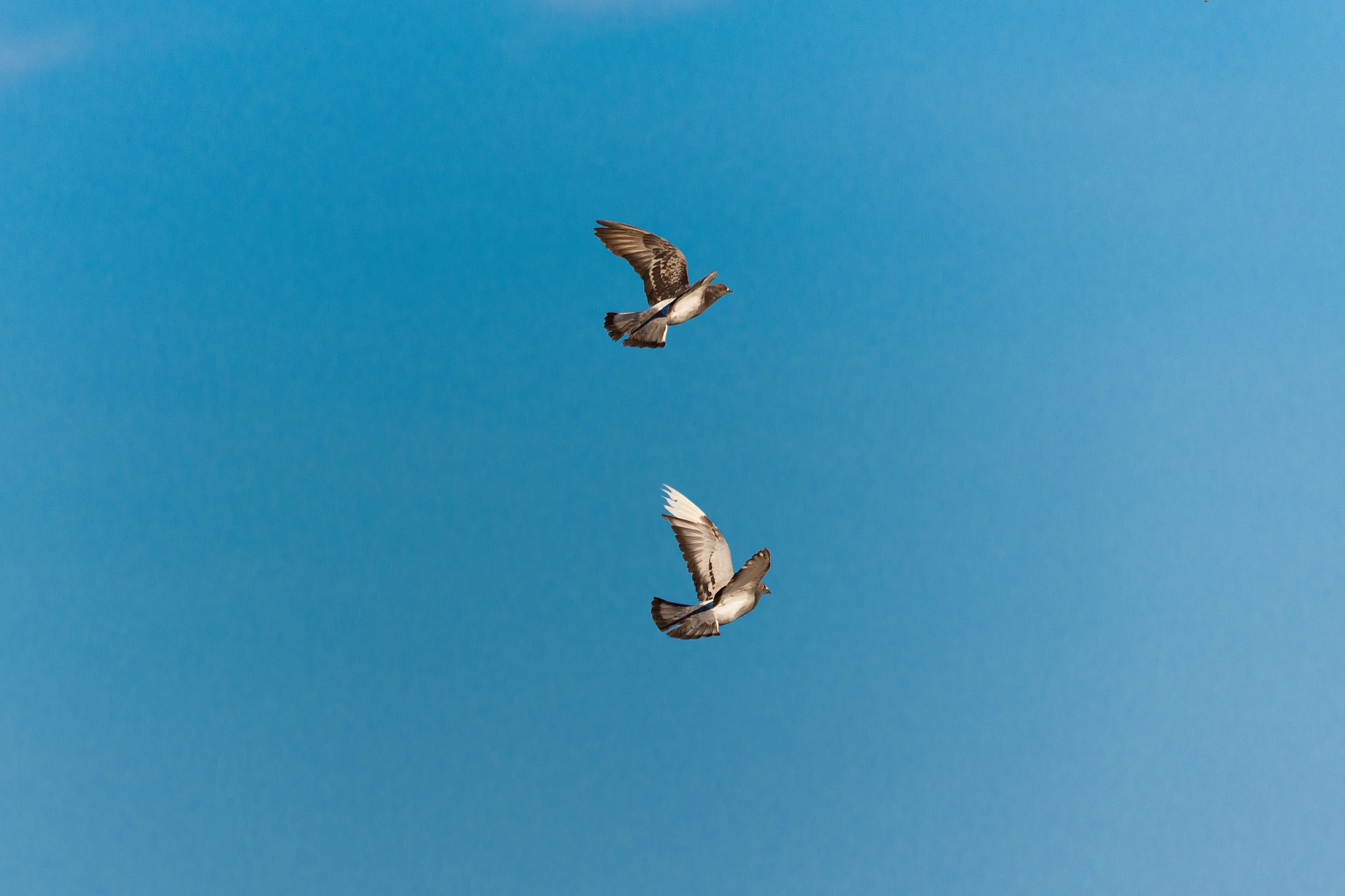 Two Birds Soaring in Clear Blue Sky · Free Stock Photo