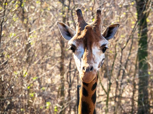 Free stock photo of animal, giraffe, zoo