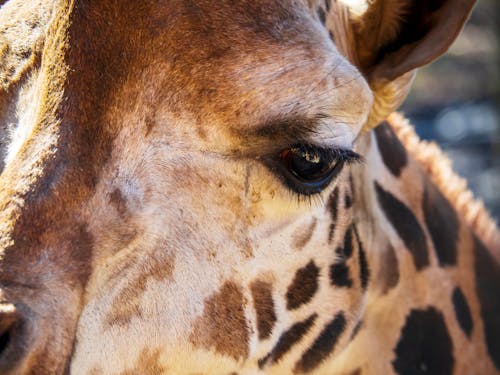 Free stock photo of animal, eye, giraffe