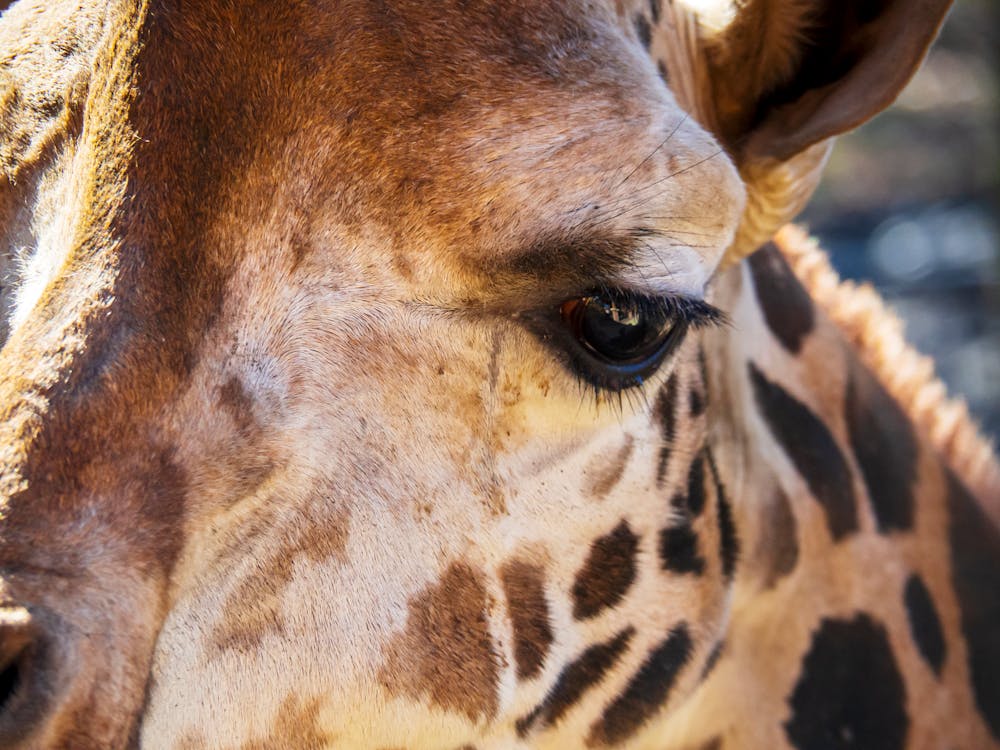 göz, hayvan, hayvanat bahçesi içeren Ücretsiz stok fotoğraf