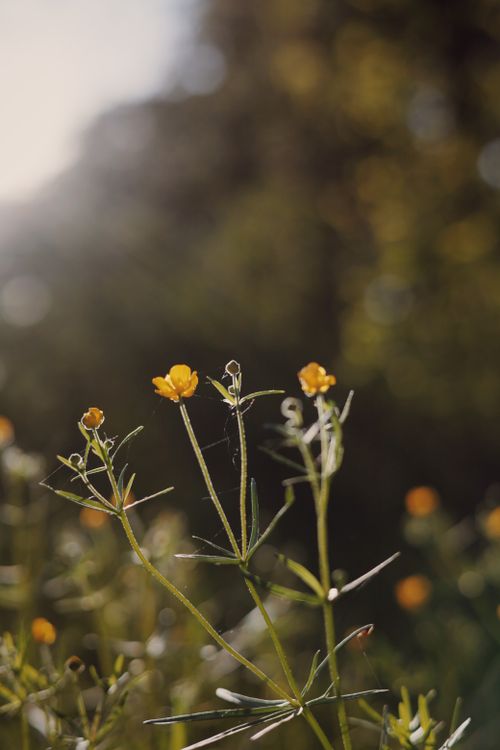 Free Vibrant yellow wildflowers basking in sunlight with a soft, blurred background. Stock Photo