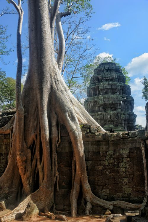 Free Majestic banyan tree roots entwine the ancient ruins of a Cambodian temple under a clear blue sky. Stock Photo