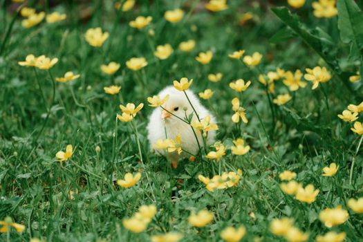 A fluffy yellow chick explores a vibrant meadow with yellow flowers in springtime.
