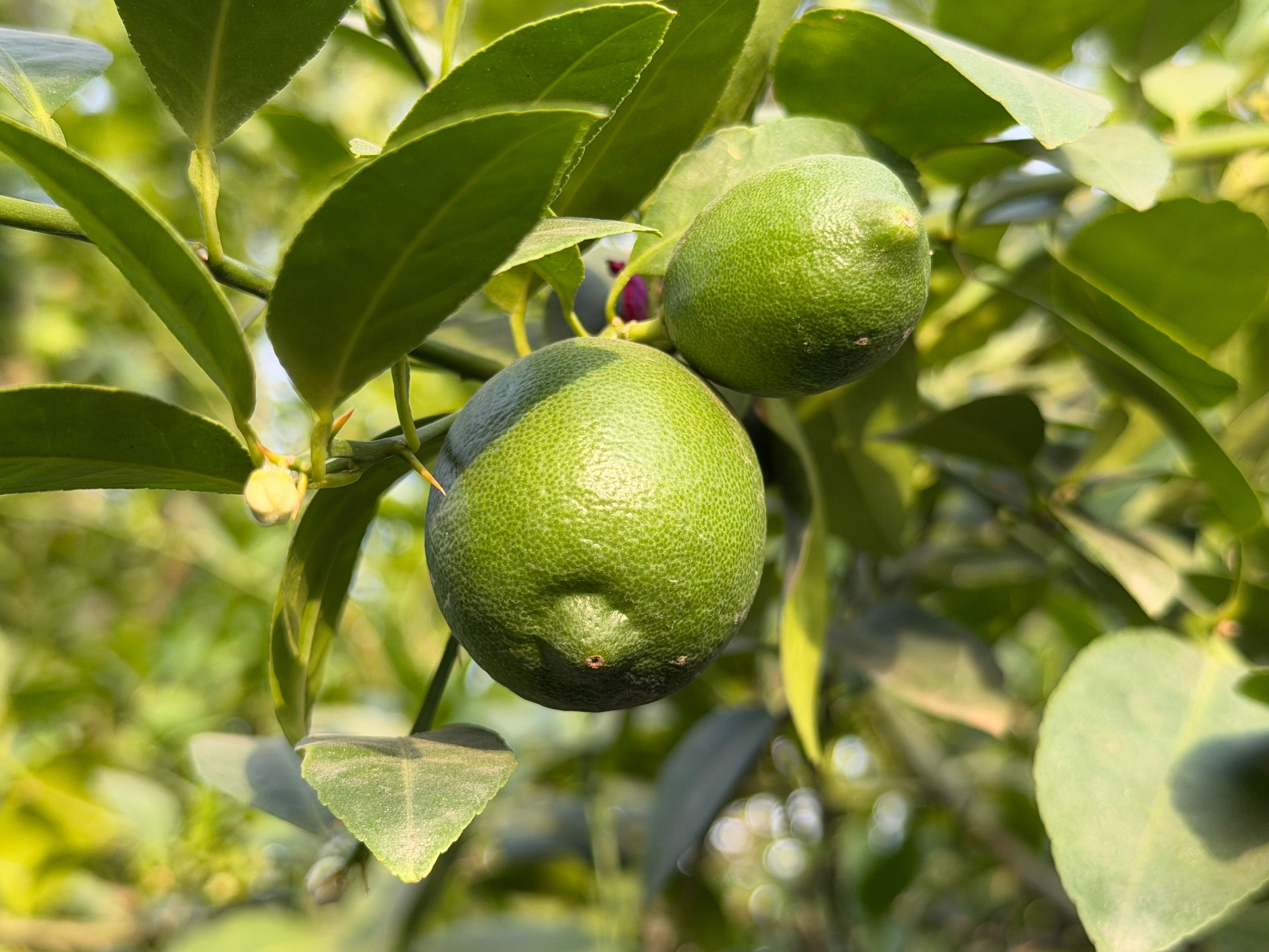 Limequat