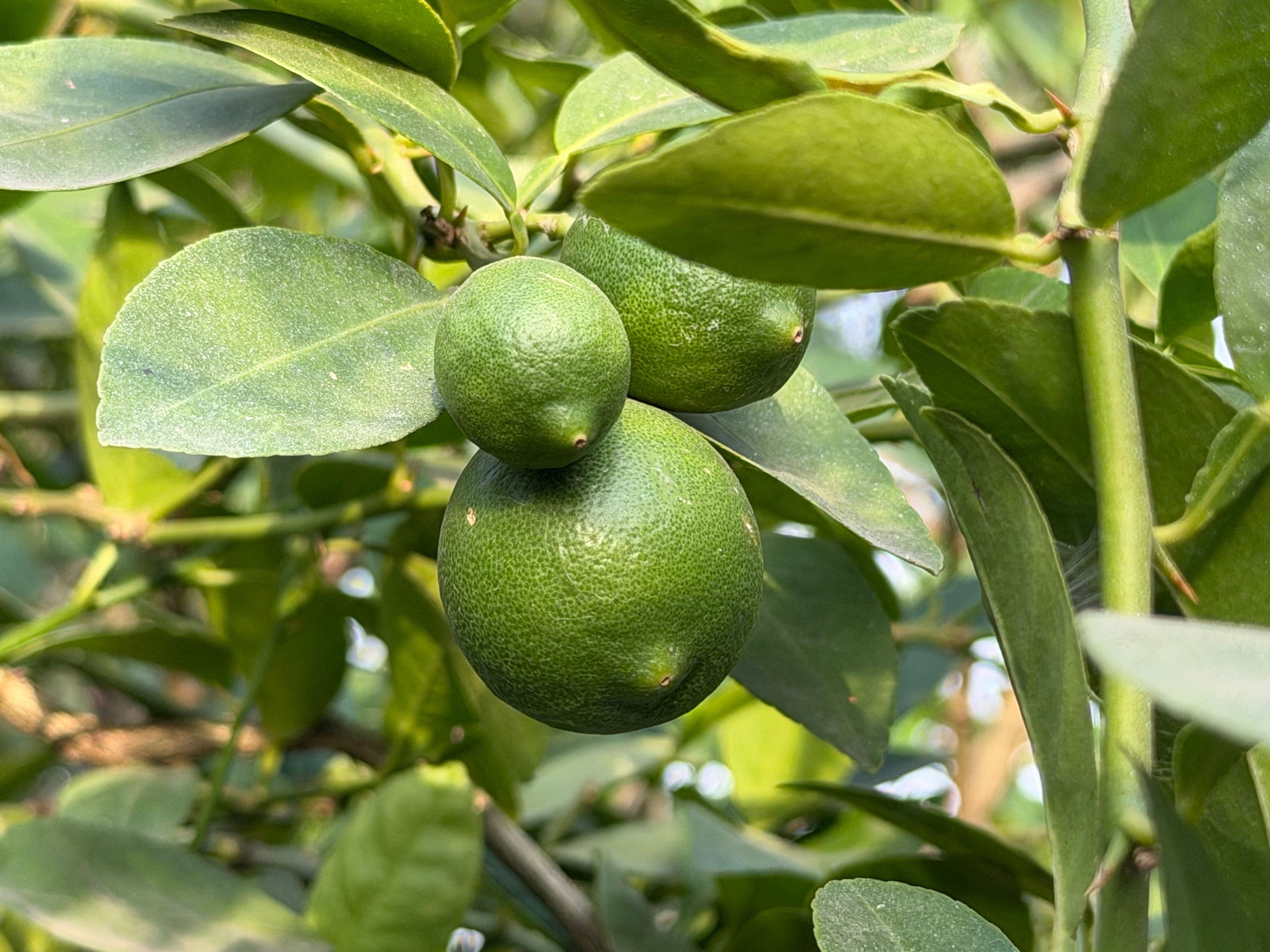Sudachi Lemon