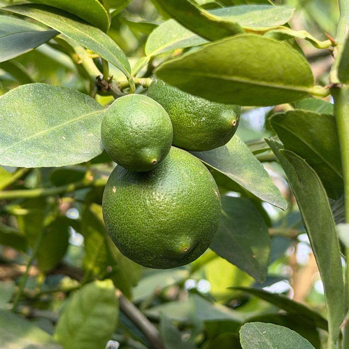 Sudachi Lemon fruit