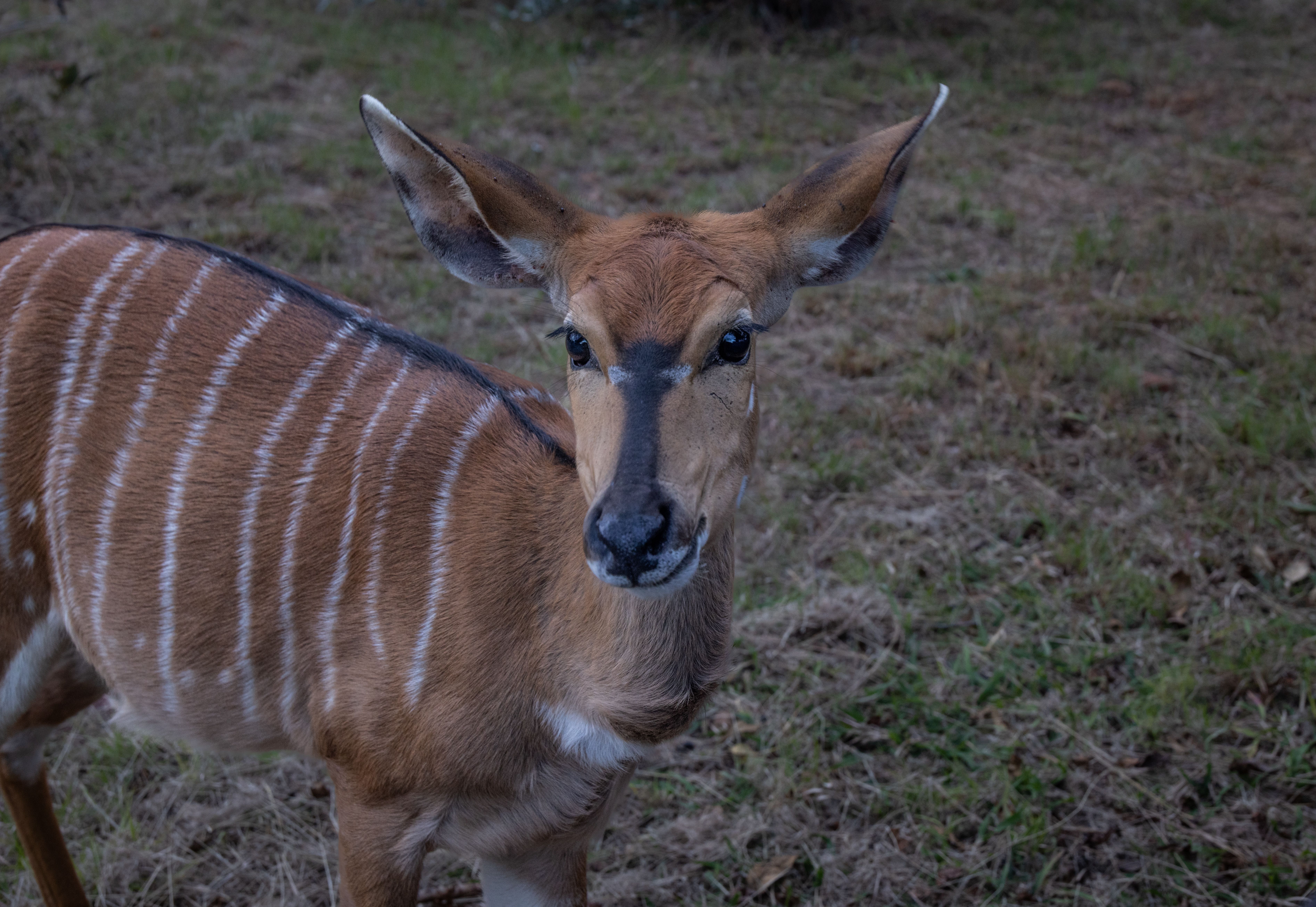 Close-Up of a Male Nyala in Natural Habitat · Free Stock Photo