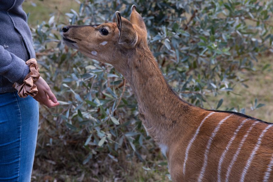 Close up wildlife encounter