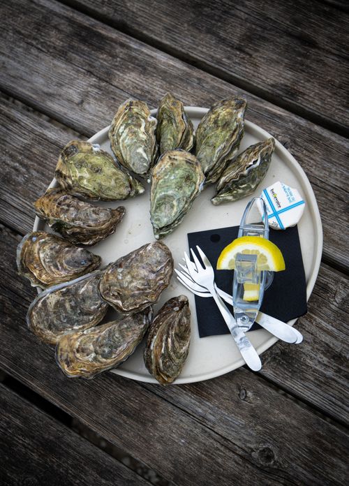Free Top-down view of fresh oysters on a platter with lemon, ideal for seafood lovers. Stock Photo