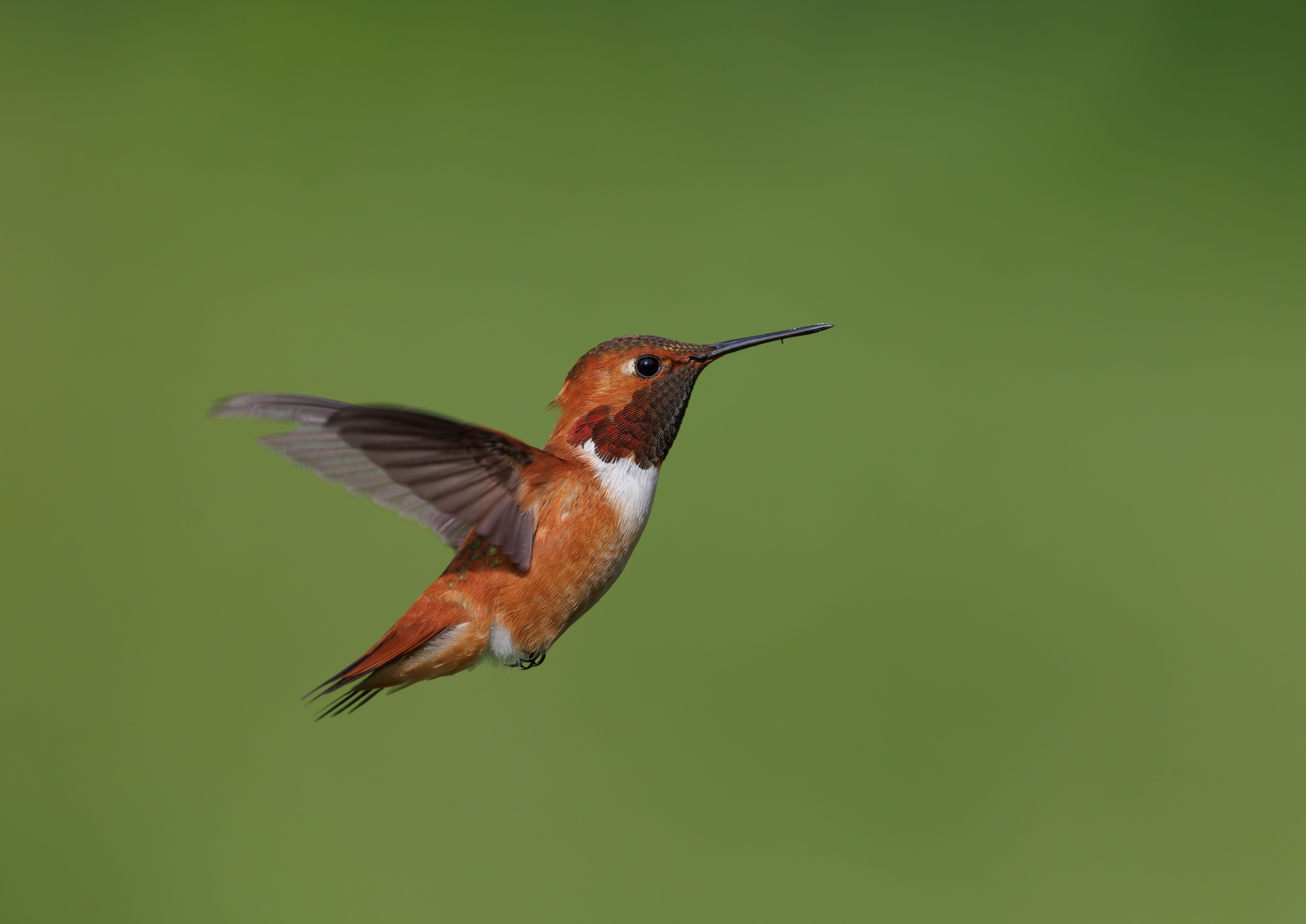 Detailed image of a Rufous Hummingbird mid-flight against a green background.
