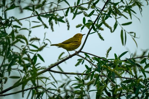 Free A vibrant yellow warbler perched on a branch amidst lush green foliage. Stock Photo