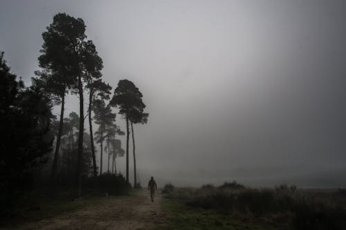 Kostenloses Stock Foto zu bäume, einsame person, einsamer wanderer