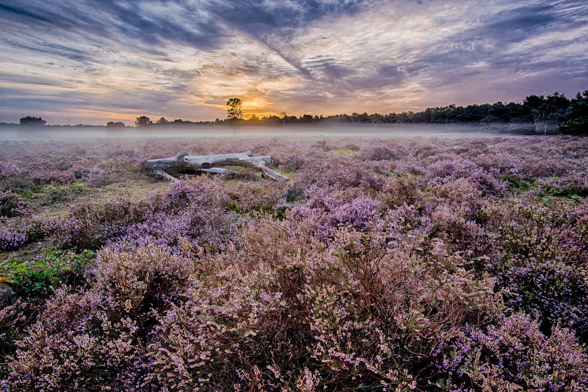Brabants boerenstel plant 3,5 hectare vol bomen