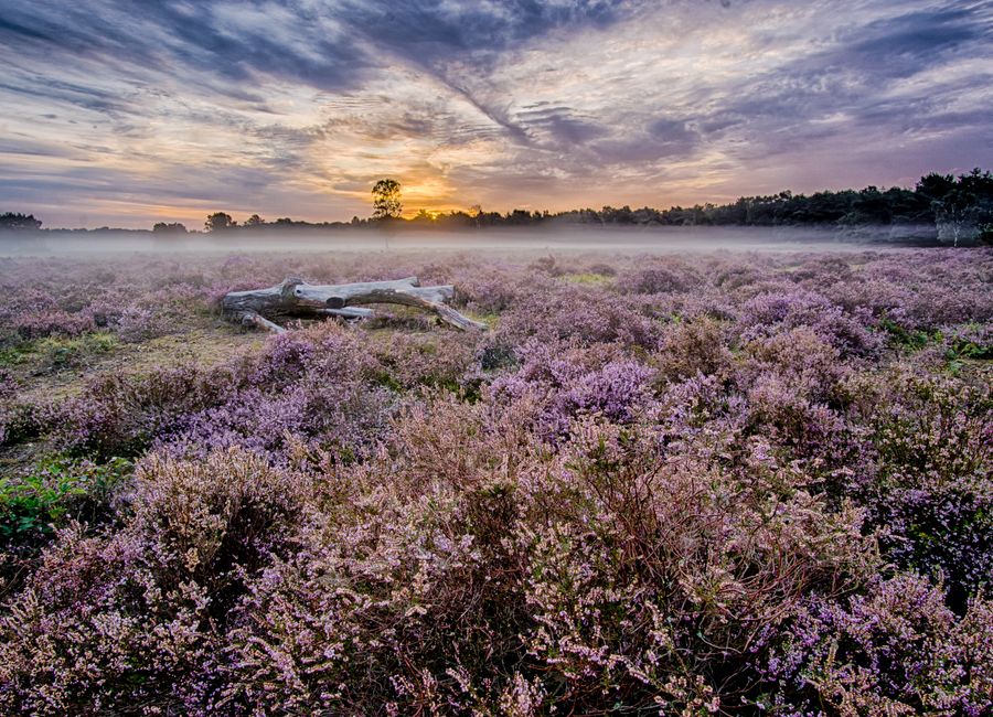 Beautiful sunrise over a misty lavender field in Uden, Netherlands.