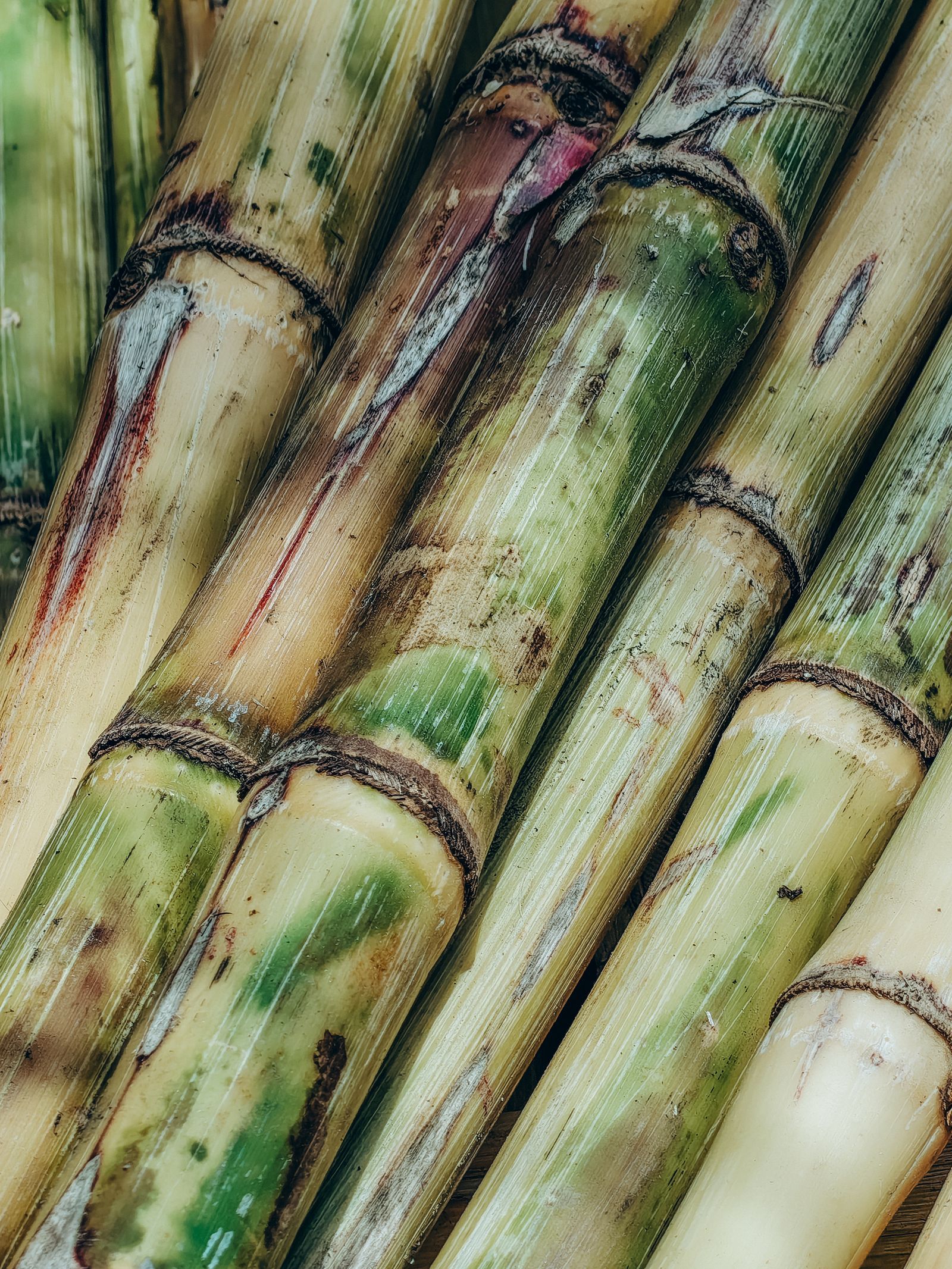Sugarcane stalks growing in a field