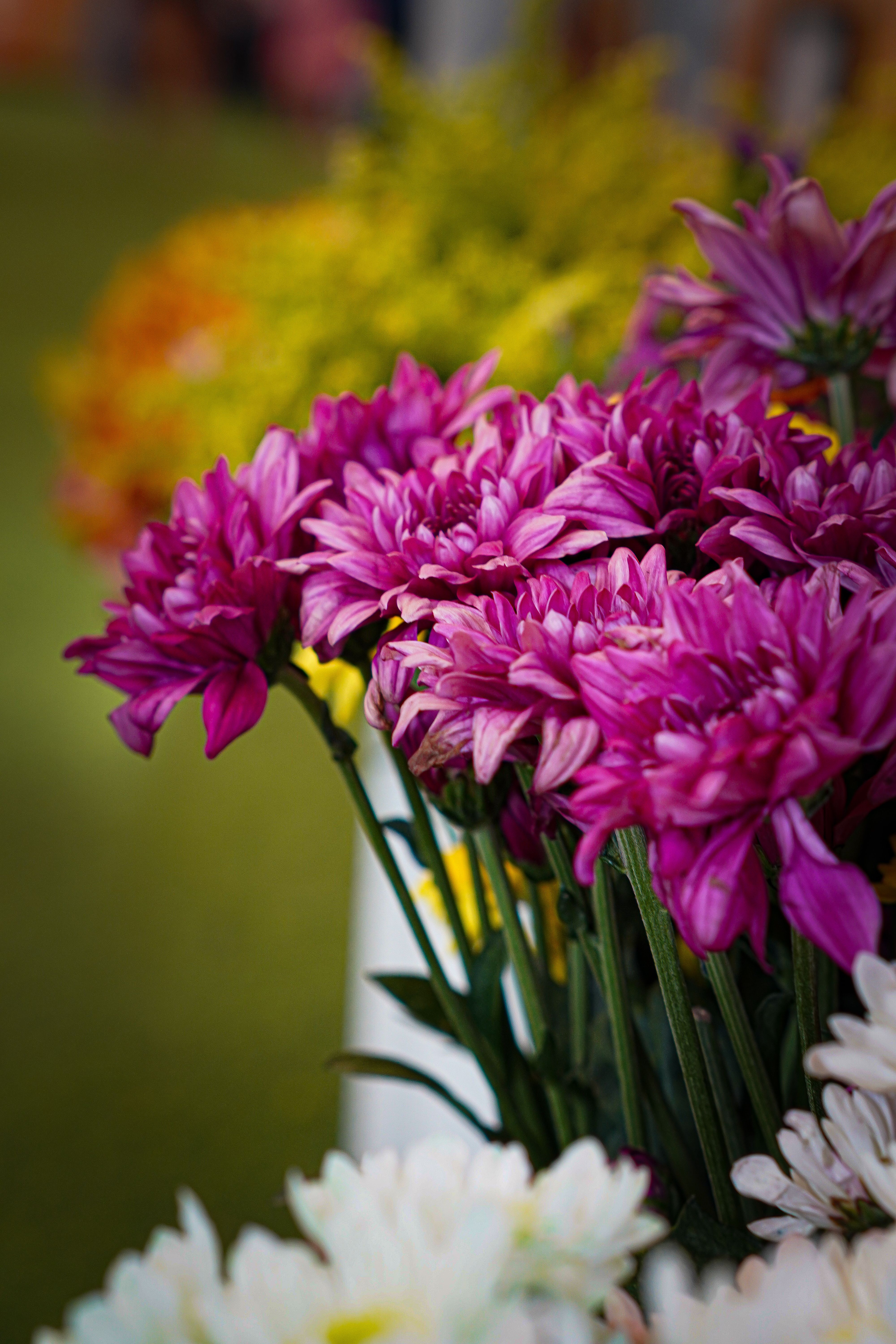 [ColoSach]-close-up-of-blooming-pink-chrysanthemums-with-a-vibrant-and-colorful-background,-ideal-for-floral-and-nature-themes.