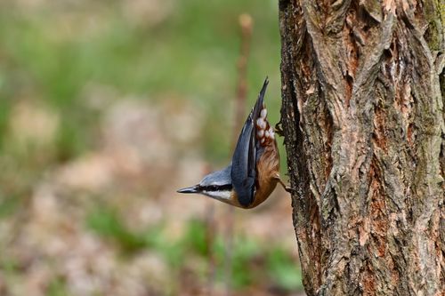 Free A nuthatch perched on a tree trunk in a vibrant springtime forest. Stock Photo