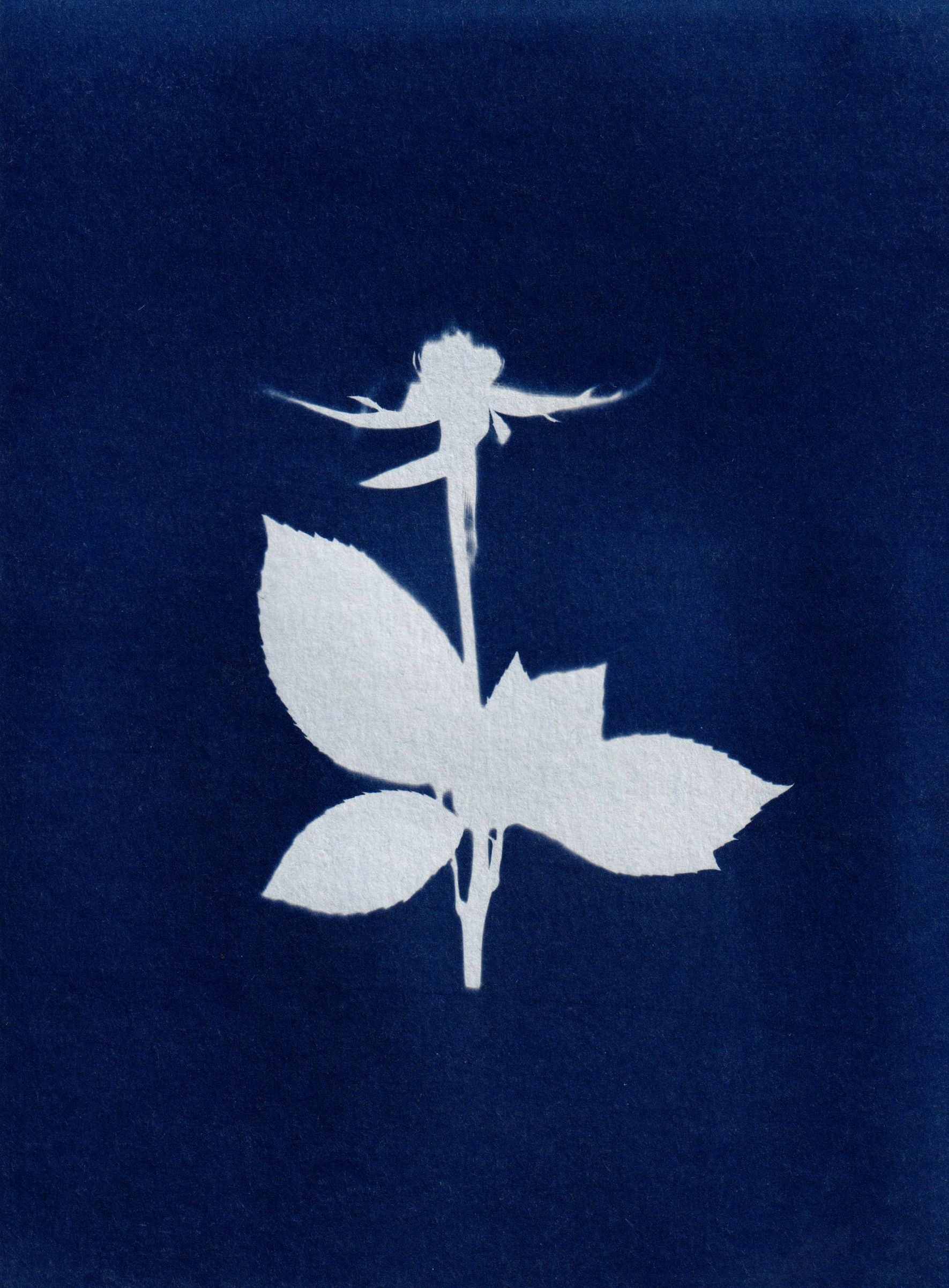 Artistic cyanotype of a flower silhouette on a deep blue background, offering a vintage artistic look.