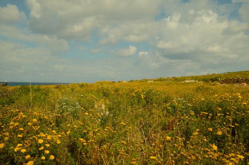 Free Scenic view of golden wildflower fields under a bright sky in Malta. Ideal for travel and nature themes. Stock Photo