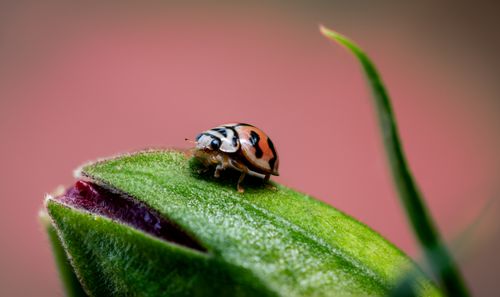 Free Macro photography of a multicolored ladybug resting on a green leaf against a soft pink background. Stock Photo