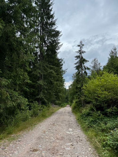 Free A serene forest trail surrounded by lush greenery in the Carpathian Mountains. Stock Photo