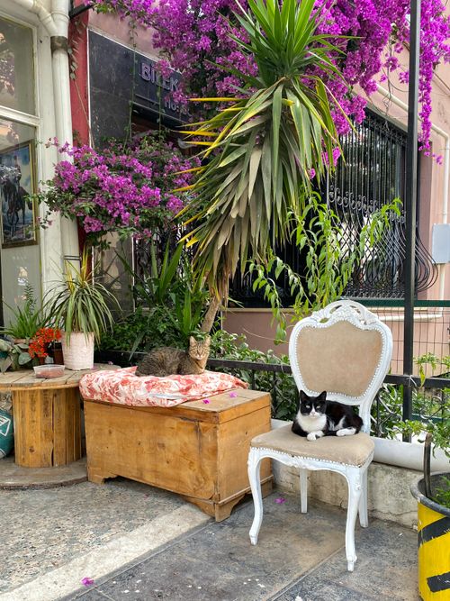 Free Cats lounging amidst vibrant bougainvillea on a quaint street in Turkey. Stock Photo