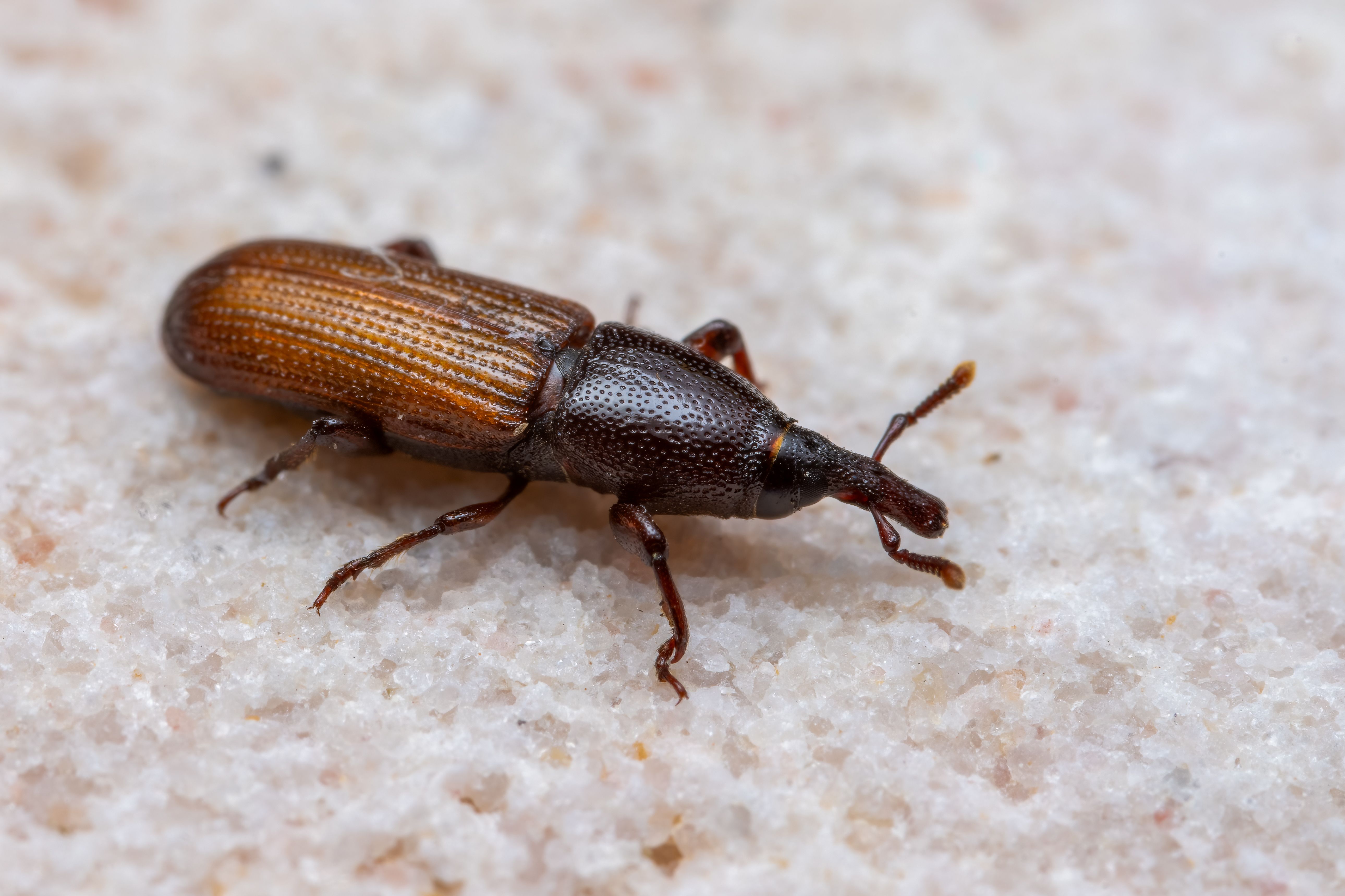 woodworm treatment cost UK