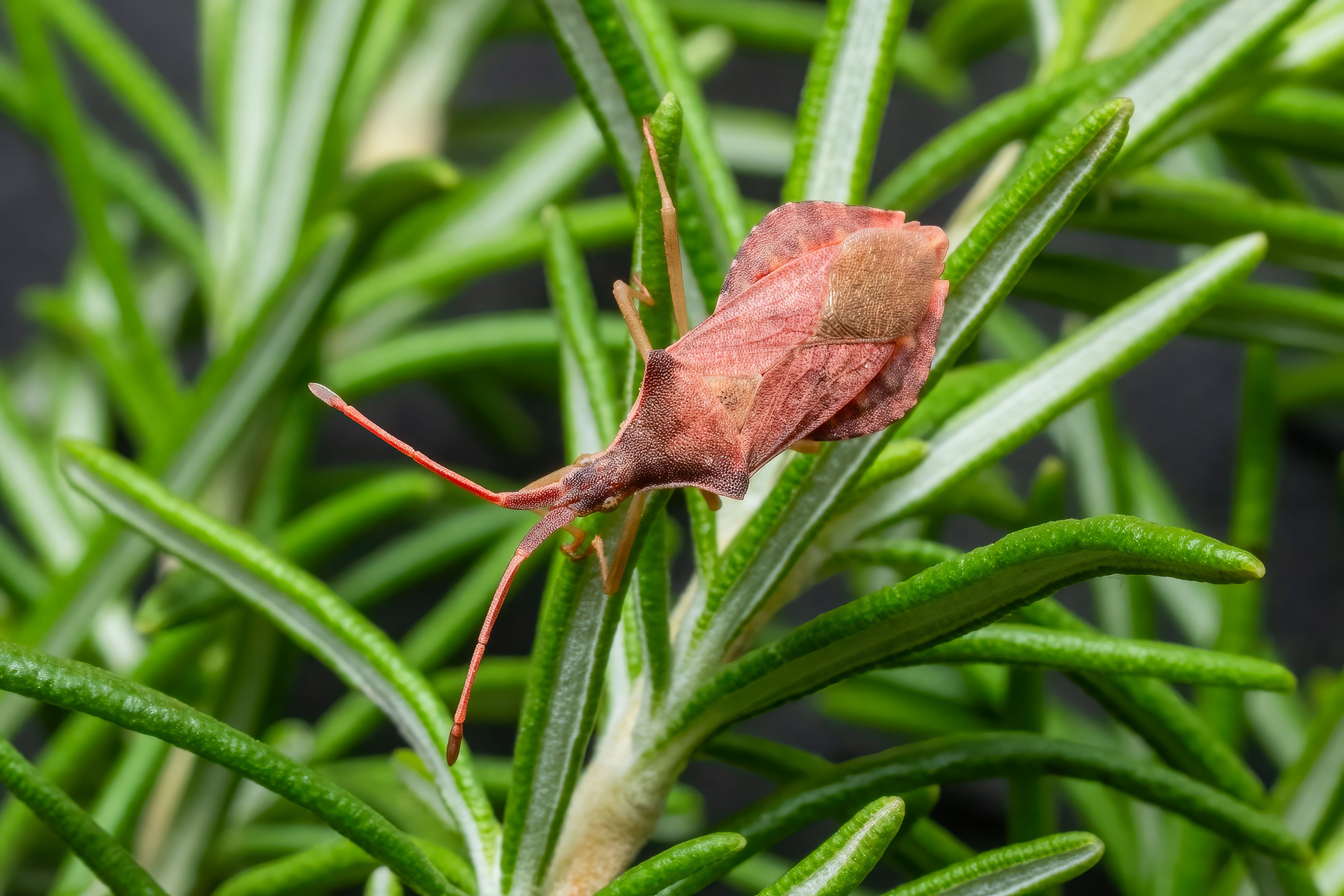 Close-up of a leaf-footed bug on rosemary leaves, showcasing detailed textures.