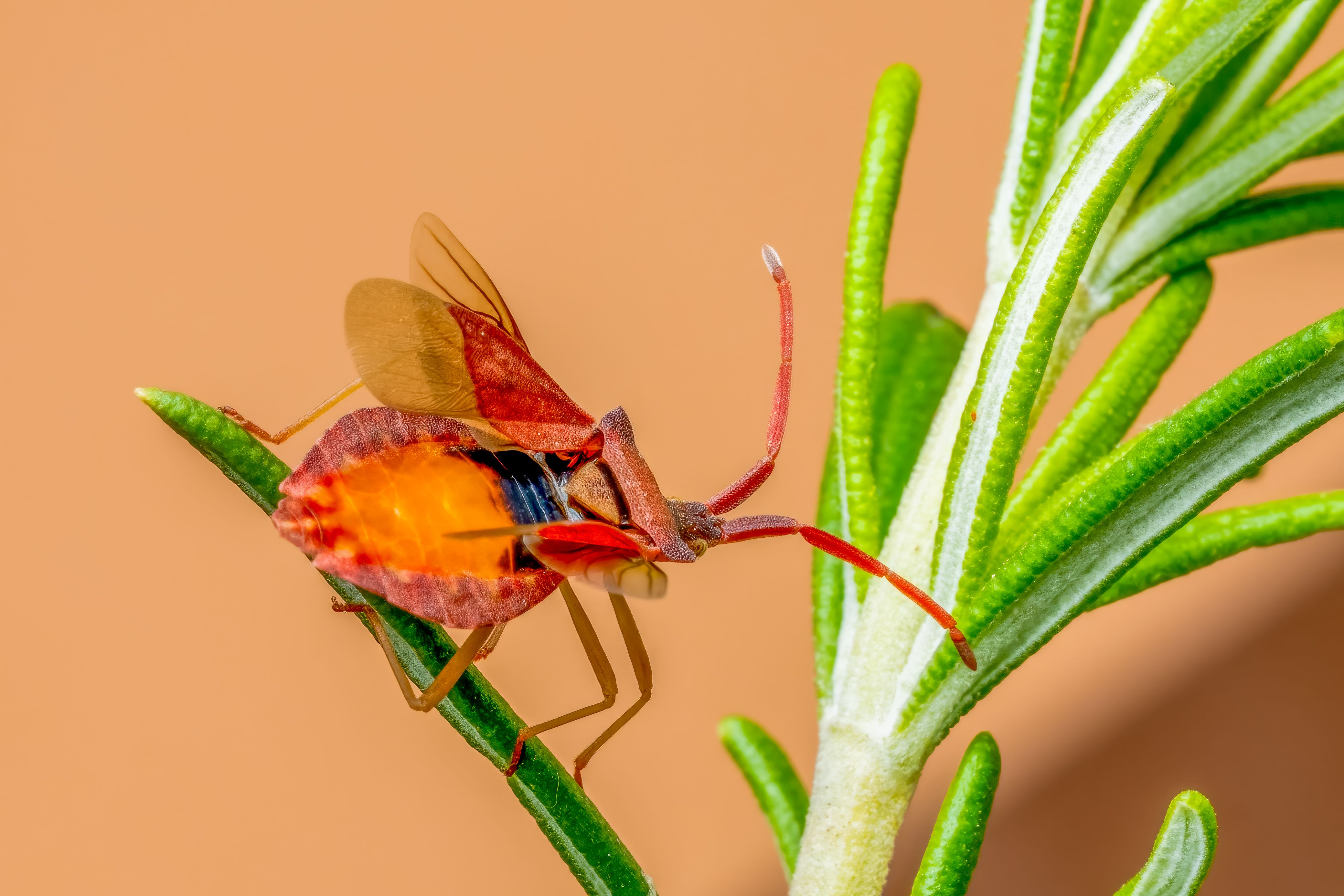 Leaf-footed Bug on Rosemary in Valencia · Free Stock Photo