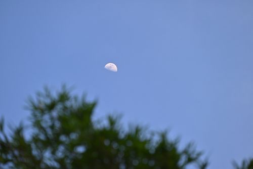 Free Half moon against a clear blue sky with silhouette of foliage. Perfect blend of nature and astronomy. Stock Photo