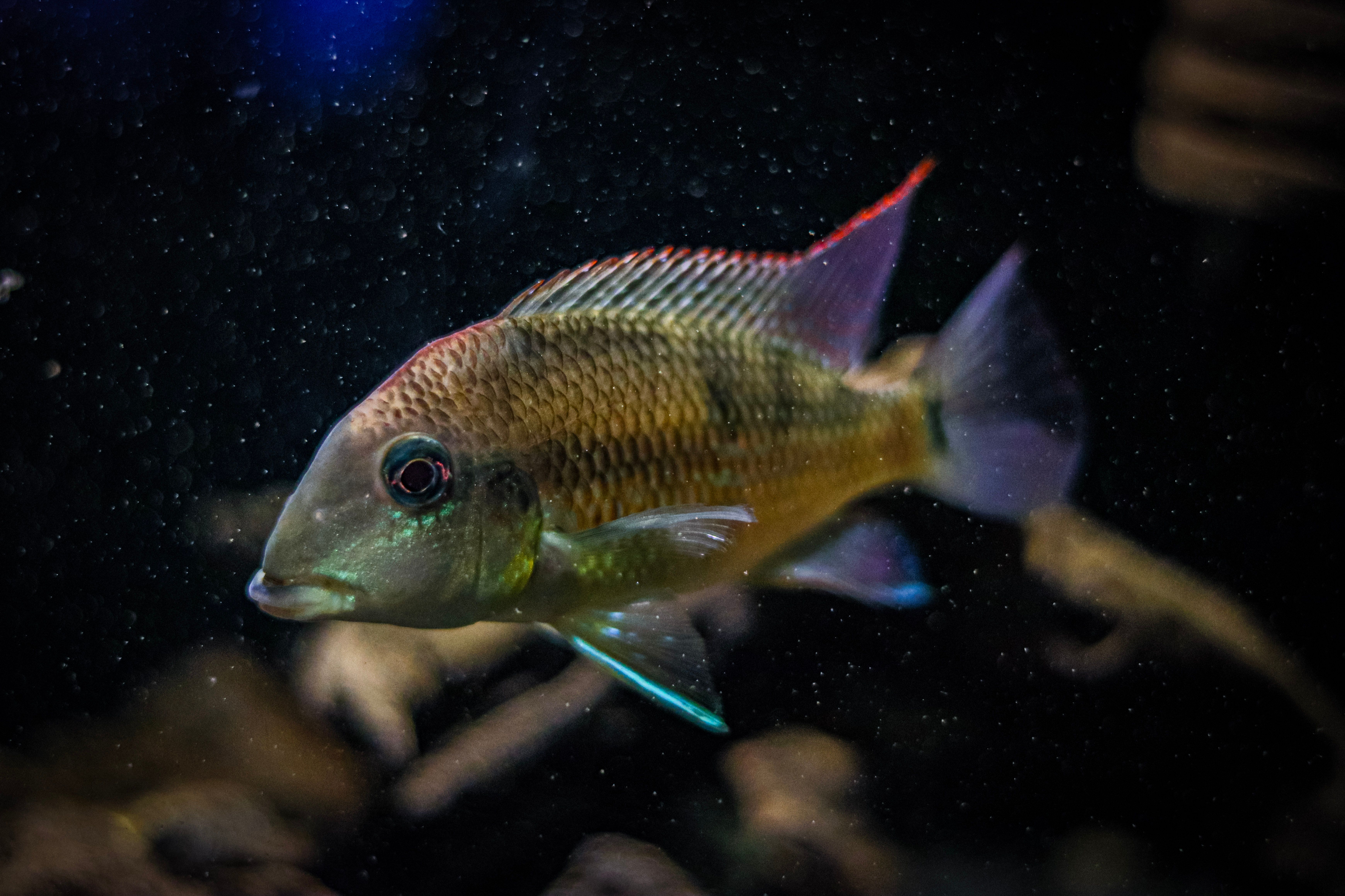 How I finally cracked the spawning trigger for my Apistogramma agassizii by mimicking a dry-season flood