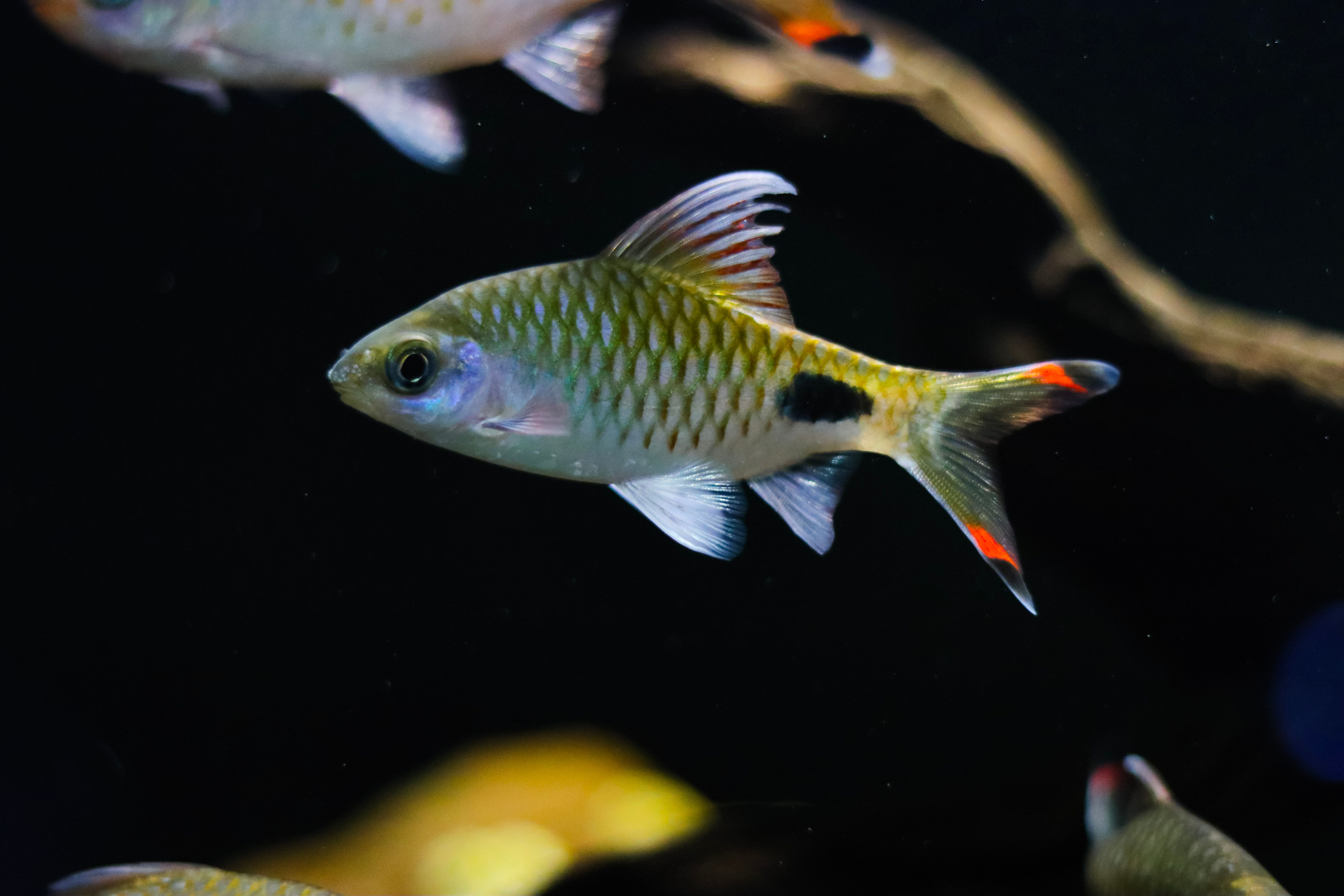 What fish can live with rosy barbs? - The Institute for Environmental ...