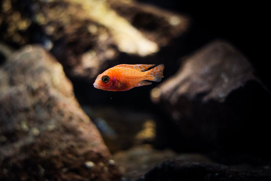 A close-up of a vibrant orange tropical fish swimming in a tranquil aquarium setting.
