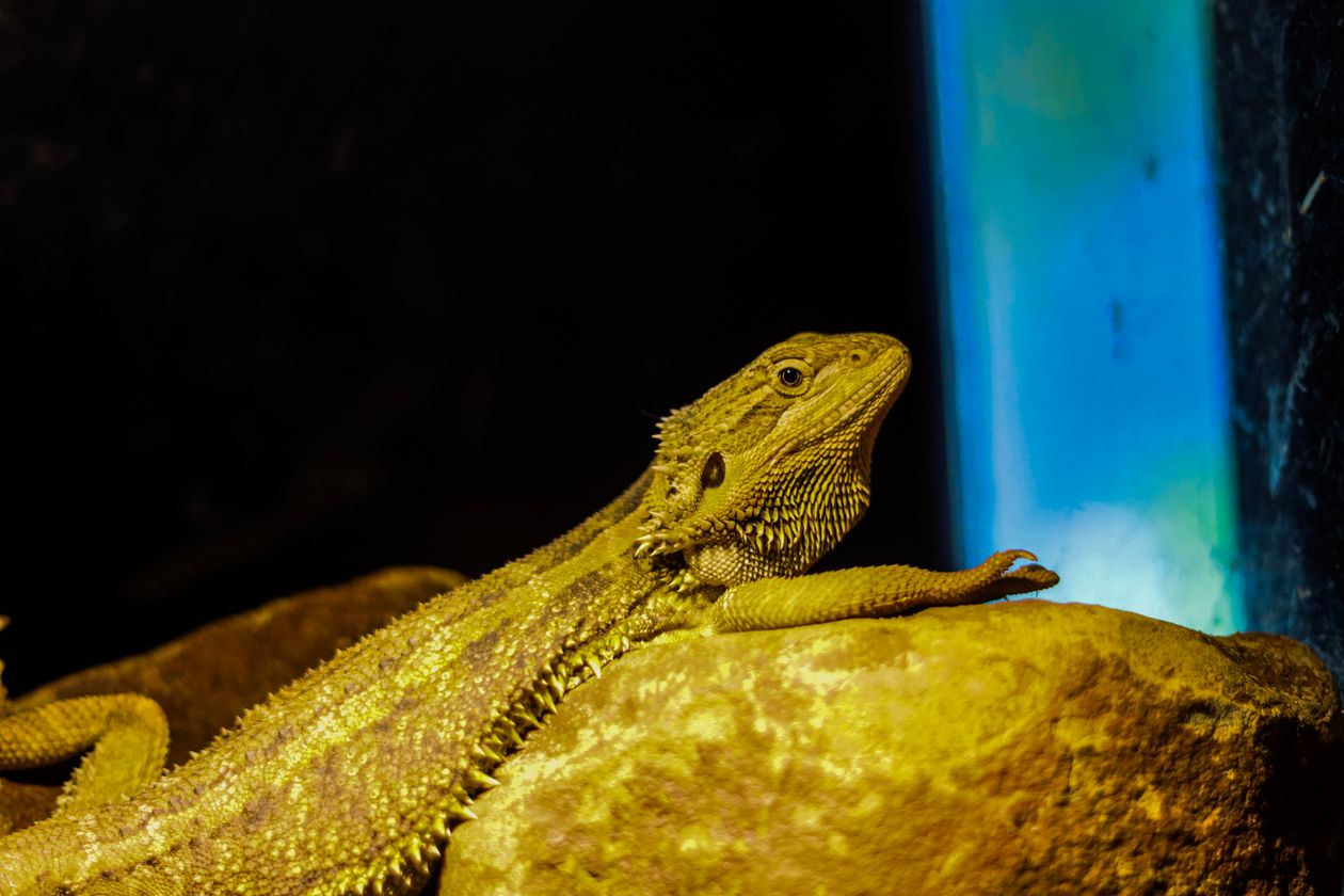 Bearded Dragon Heating & Lighting: UVB, Heat and UVI Setup