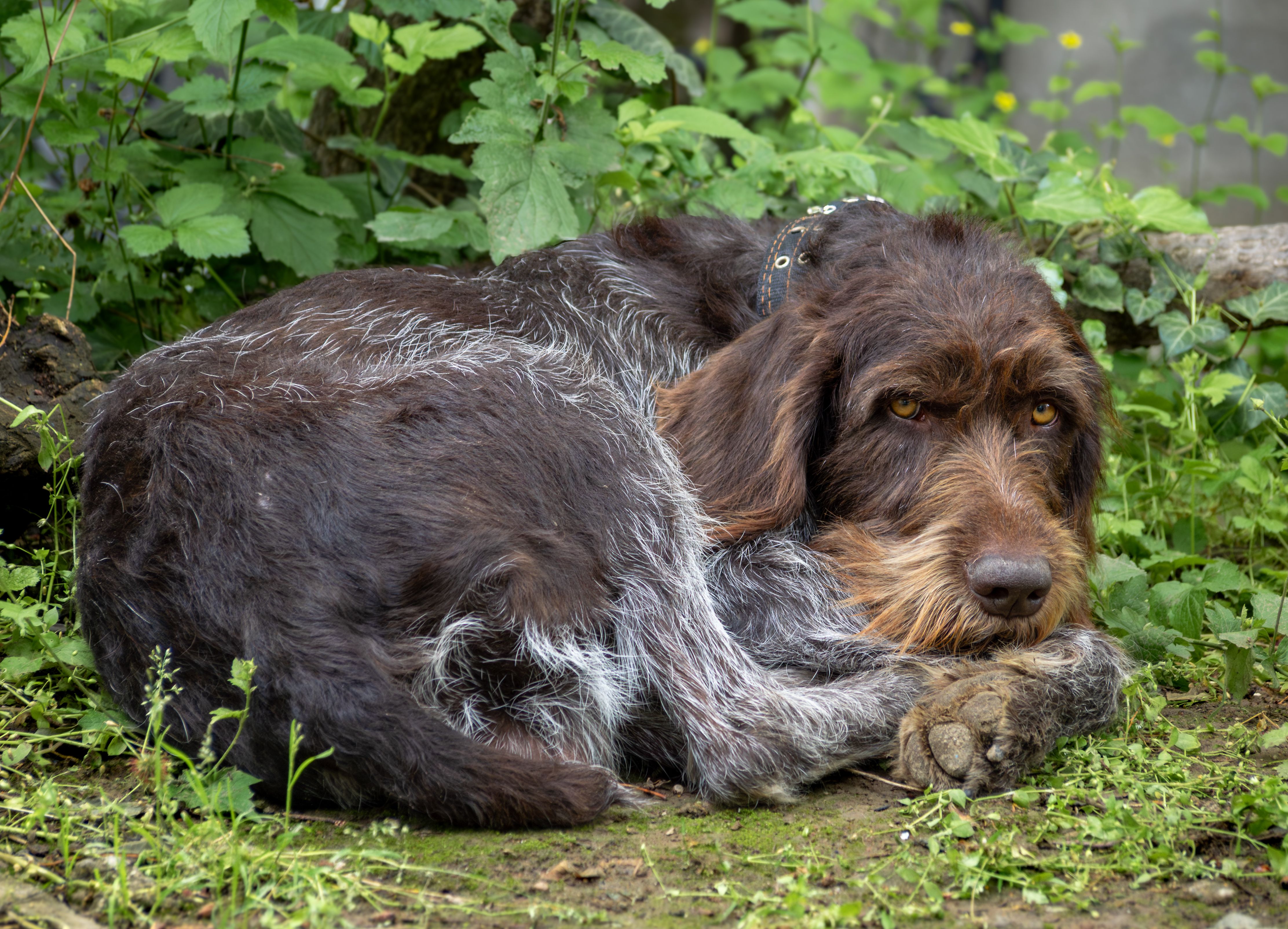 Illustration, chien de fusil position