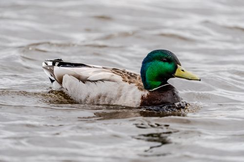 Free Close-up of a male mallard duck with vibrant plumage swimming on rippling water surface. Stock Photo