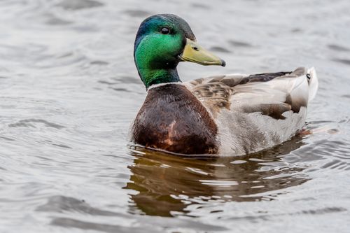 Free Close-up of a male mallard duck with vibrant green head swimming in calm water. Stock Photo