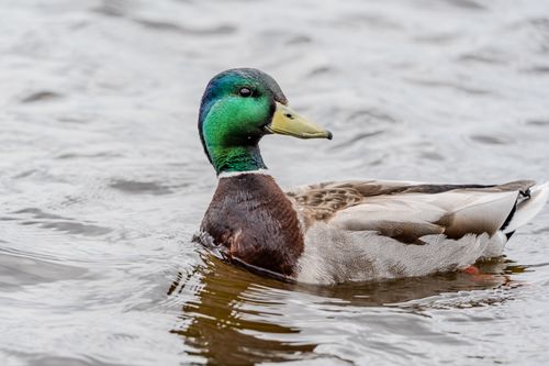 Free A vibrant male mallard duck with green head swimming peacefully on a lake. Stock Photo