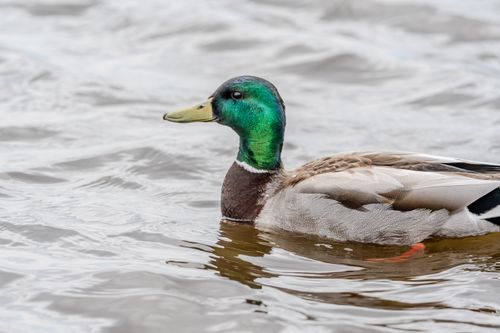 Free Close-up of a colorful male mallard duck swimming on a wavy water surface. Stock Photo