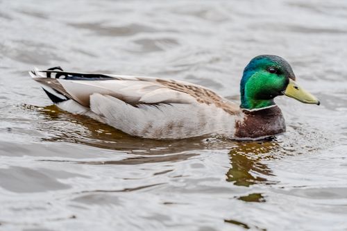 Free Close-up of a colorful mallard duck gracefully swimming on a rippling water surface. Stock Photo