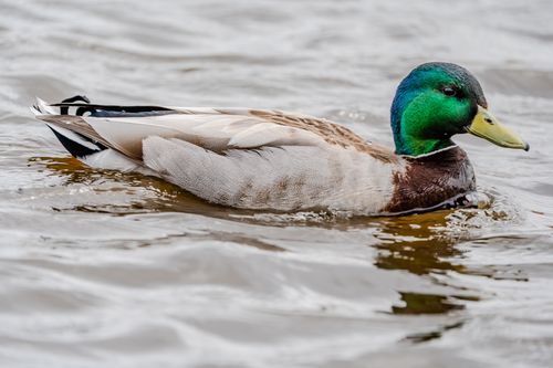 Free Close-up of a colorful mallard duck gliding on a lake, showcasing vivid feather details. Stock Photo