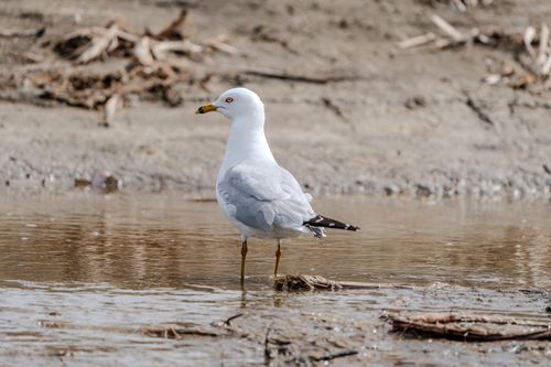 Free A seagull stands thoughtfully in shallow water, showcasing its natural habitat. Stock Photo