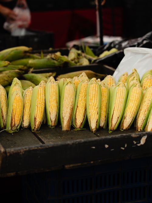 Free A vibrant array of fresh corn cobs on display at an outdoor market stall, ready for sale. Stock Photo