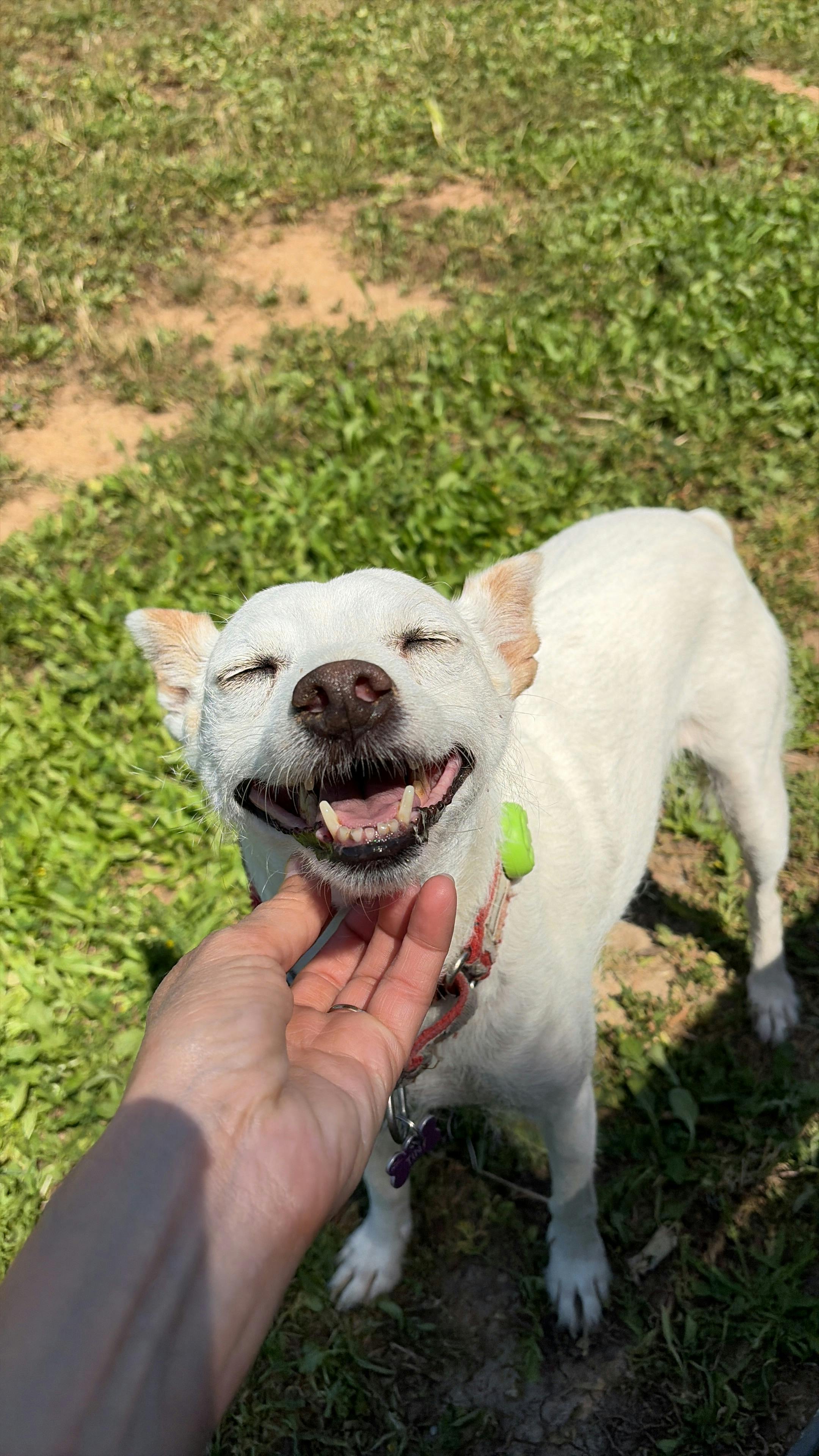A small white dog relishes a gentle chin scratch on a sunny day outdoors.